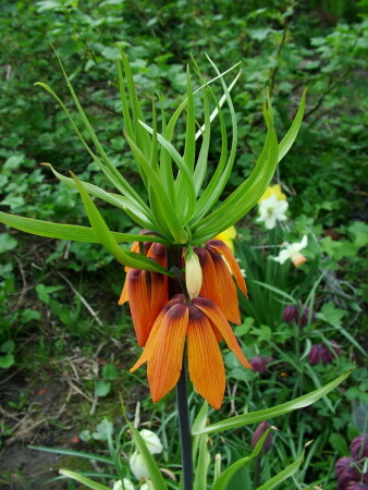 Весенний цветок