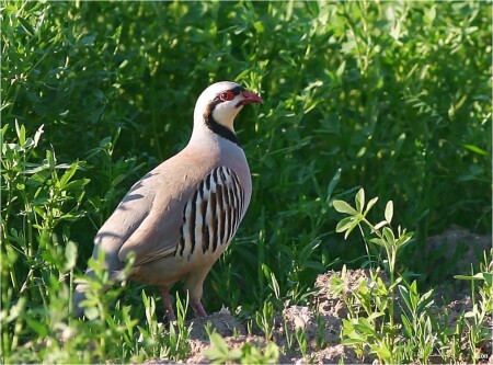 КЕКЛИК (Alectoris chukar), КАМЕНАЯ КУРОПАТКА