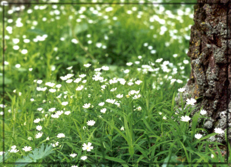 Ковер из звёзд