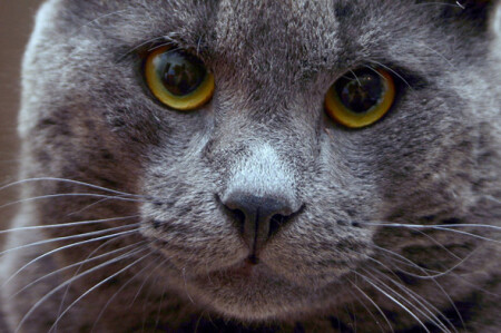 Честные глаза