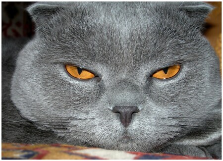 Кто в доме хозяин?