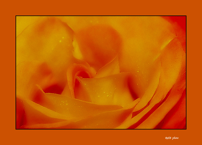 The Rose
