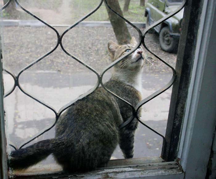 Кот за моим окном