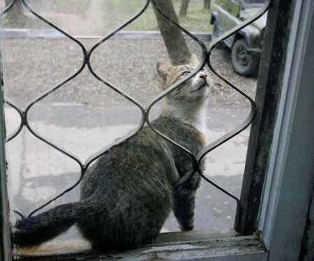 Кот за моим окном