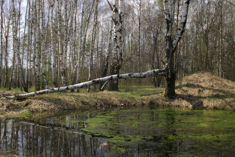 Зелёная дымка