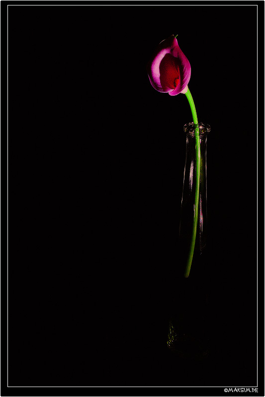 kontrastreiche Bild mit einsamer Blume...