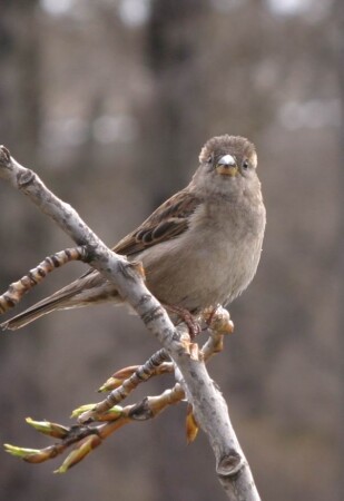 Воробей птица любознательная