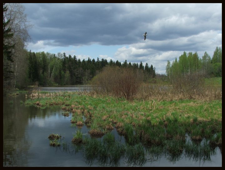 Moody Landscape With Alone Bird