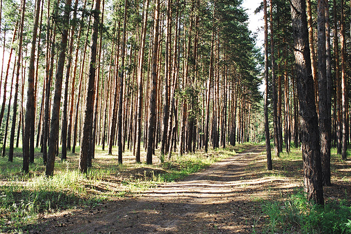 Дорога