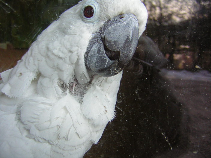 Parrot