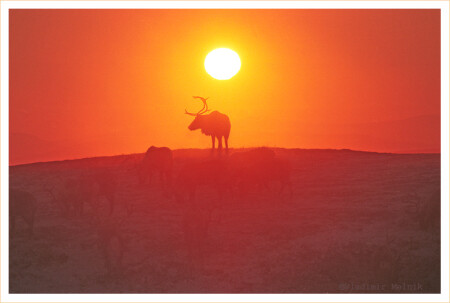 Теплое Солнце Чукотки... 