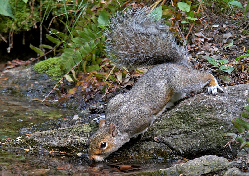 Obey Your Thirst!