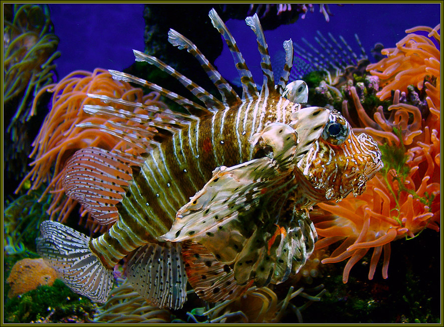 Pterois Volitans *** 2