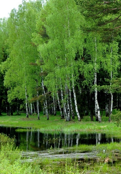 Нежность