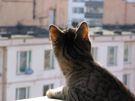 Даша навострила уши