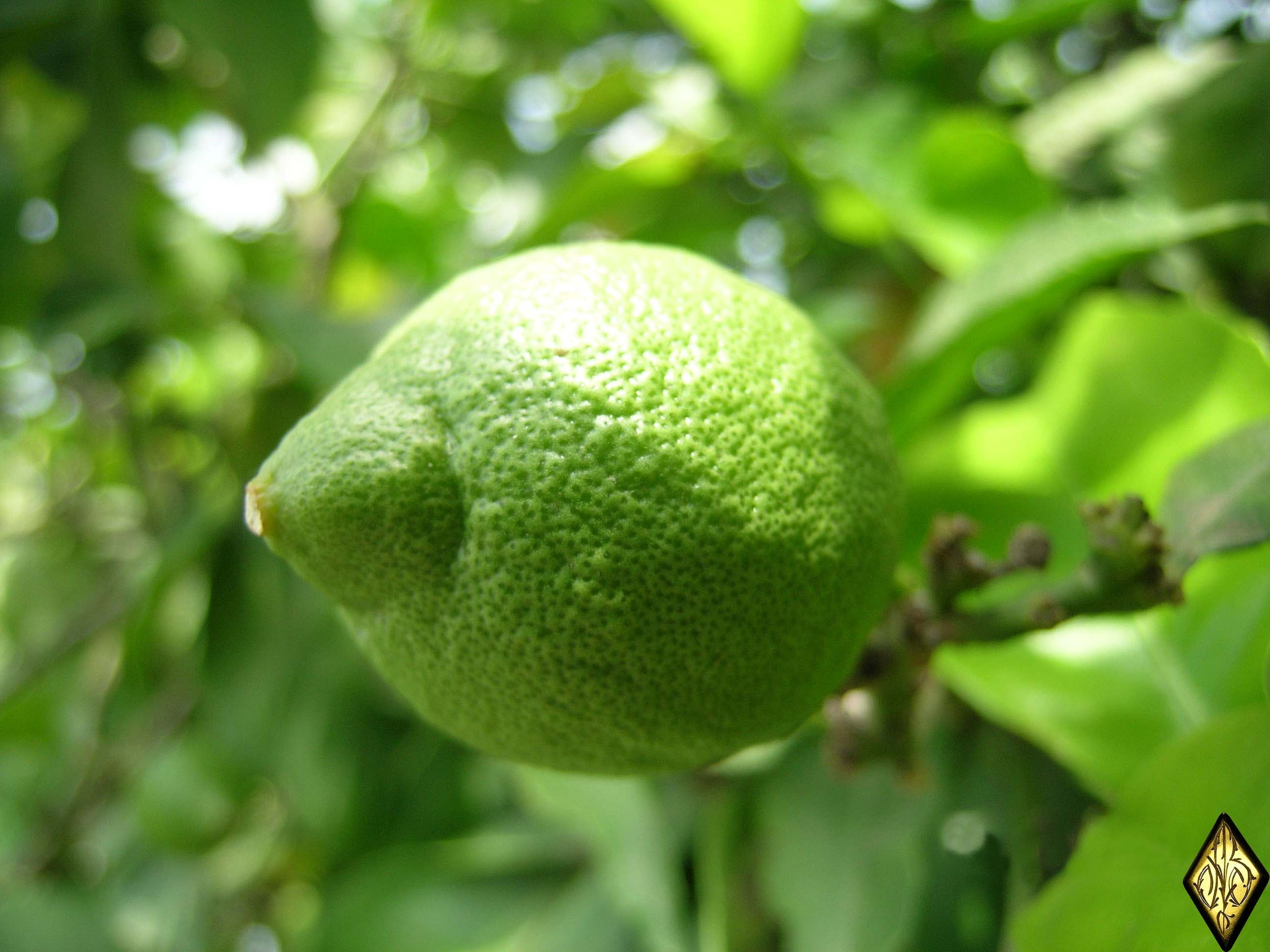 Лимон Lime