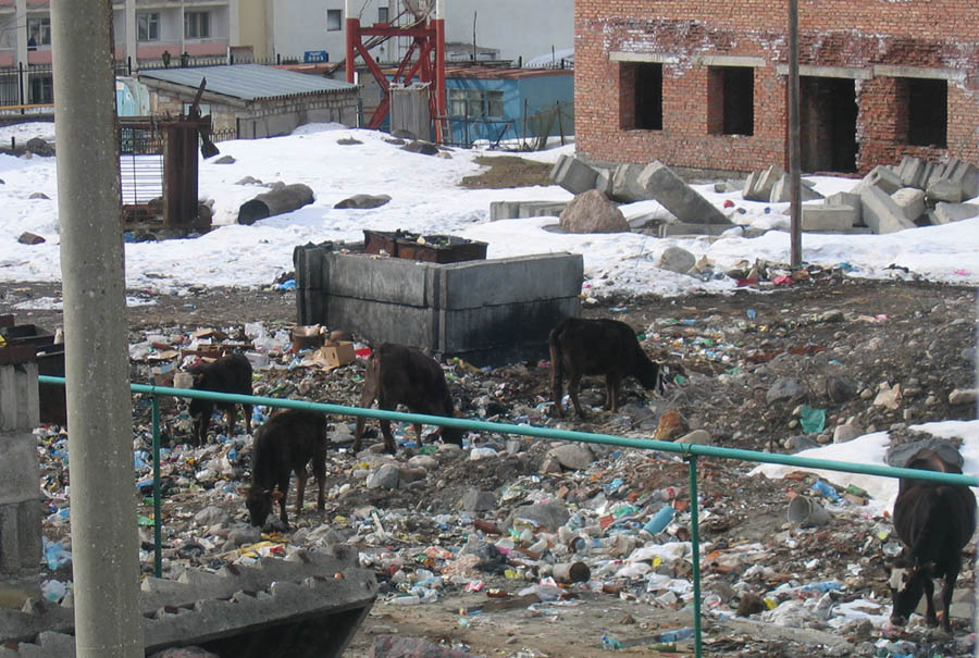 На пастбище