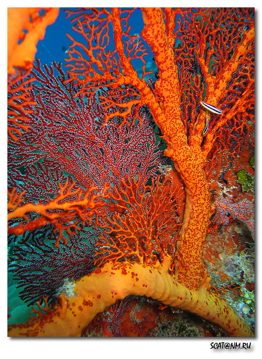 Palau 2005