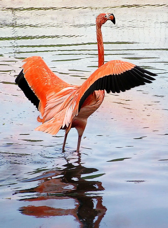 ~Pink bird~