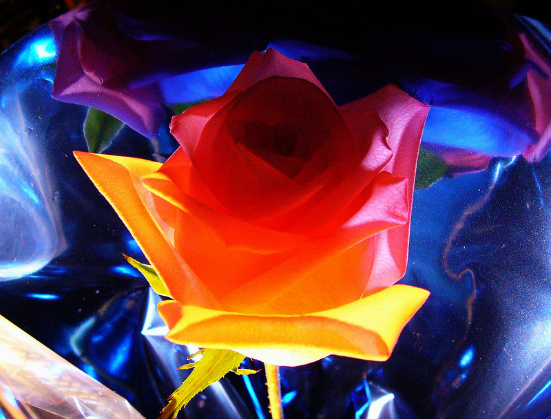 Flame Rose