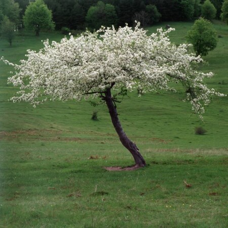 Дикая слива