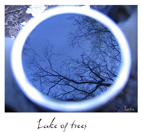 Lake of trees