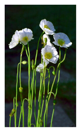 Исландские маки