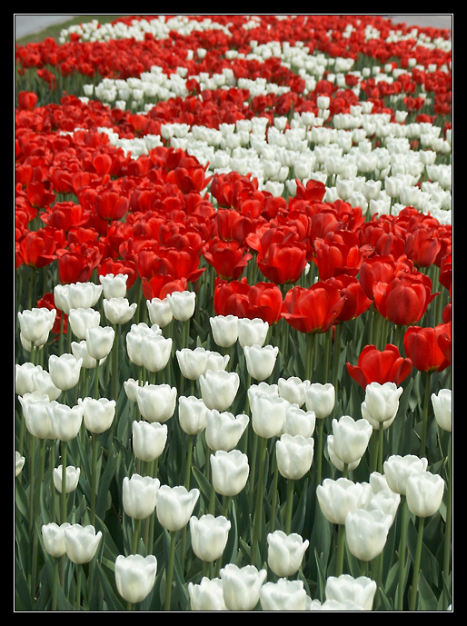 Red or White (разверните!)