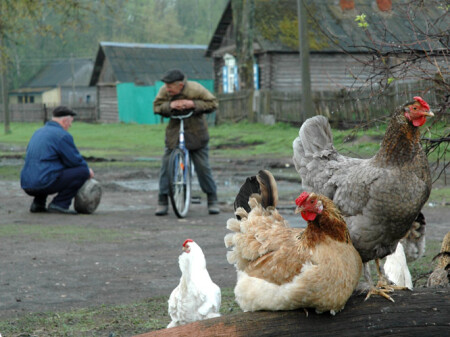 Деревенская зарисовка.