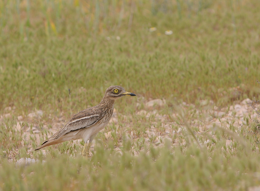 Авдотка (Burhinus oedicnemus)