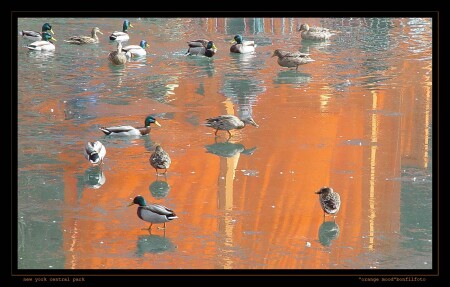 "ORANGE MOOD" ИЛИ УТКИ В АПЕЛЬСИНОВОМ СОКЕ СО ЛЬДОМ :0) NEW YORK