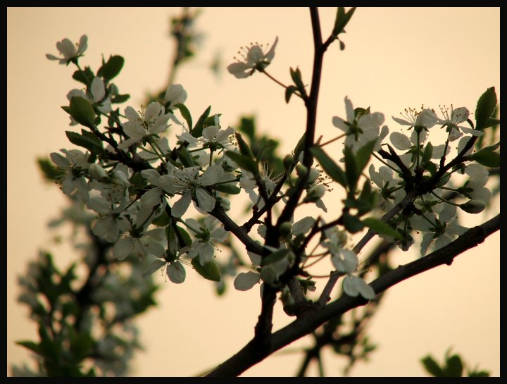 the spring is already in air