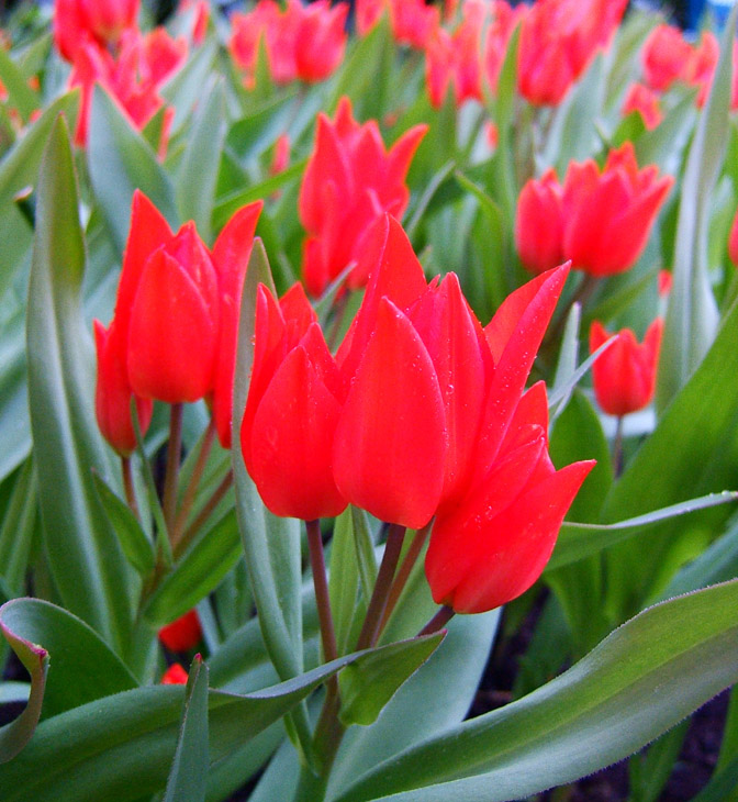 Keukenhof #4