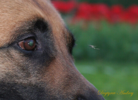 Взгляд на братьев меньших