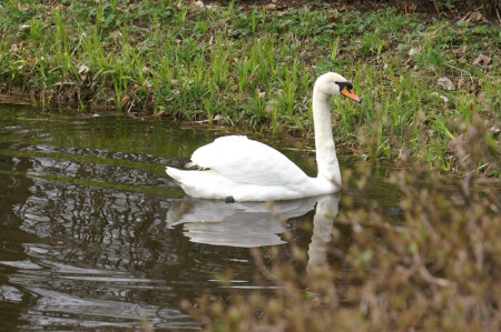 Лебеди в парке Петергофа