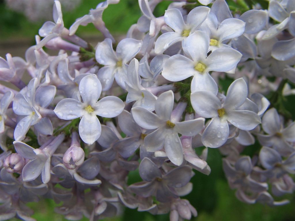 Сиреневая сирень