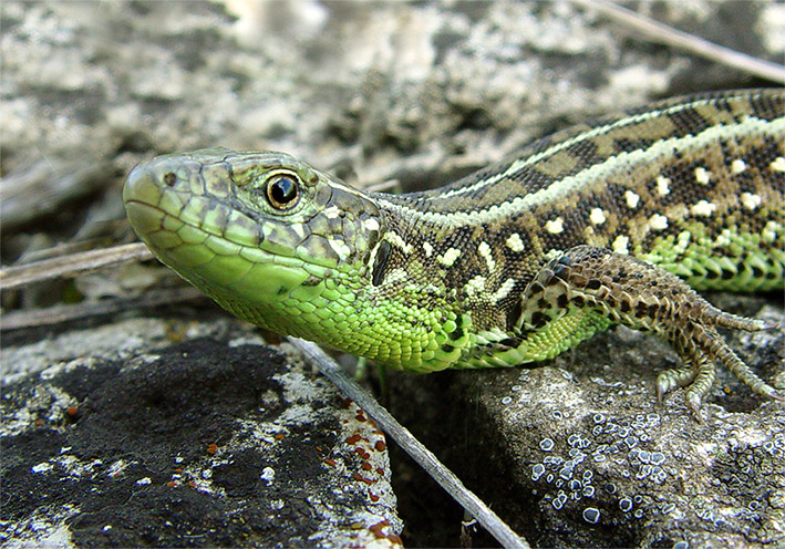 The lizard 