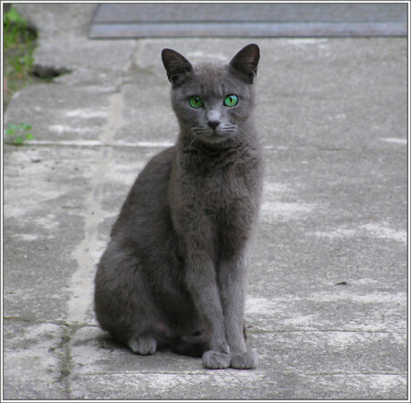 Кот в квадрате