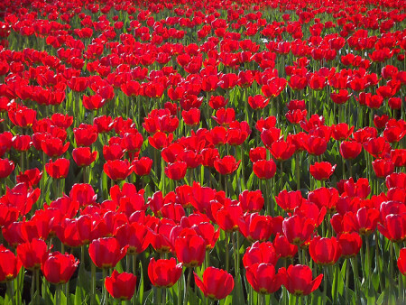 Впечатление. Красное-2