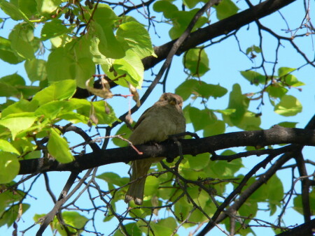 Желторотик