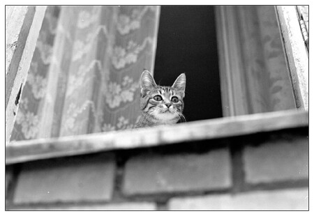 любопытный