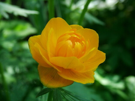 Лесная Роза