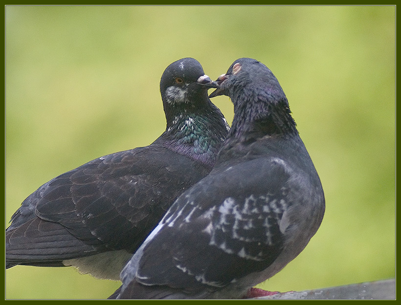 Franch kiss