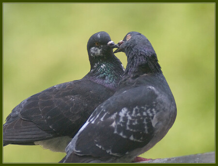 Franch kiss