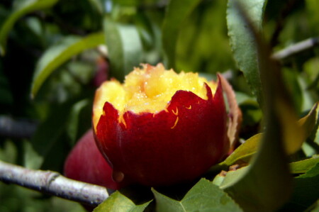 Шар красный 2.