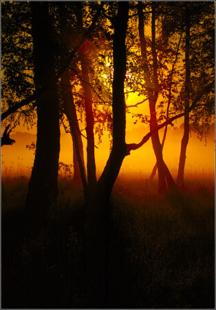 The Mist in wood...