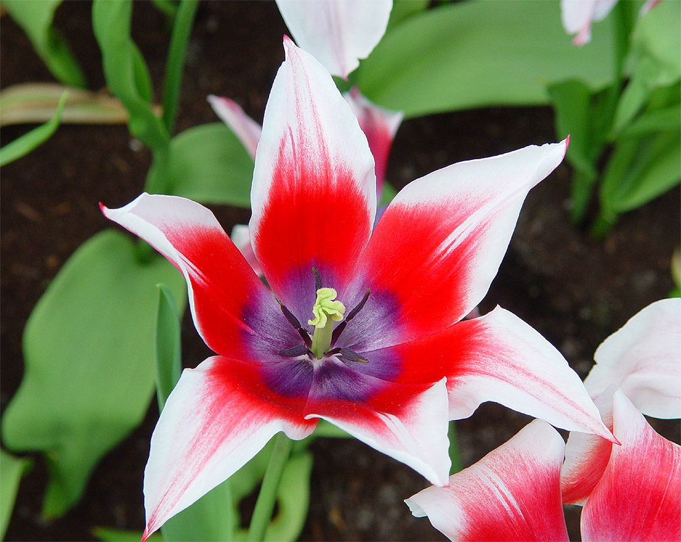 KEUKENHOF – праздник весенней мозаики