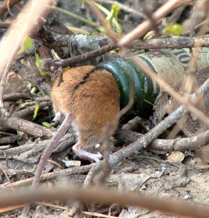 Любитель пива