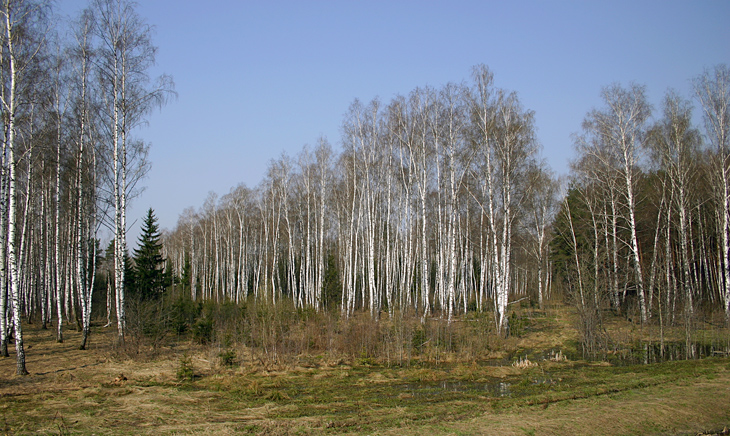 Березовый край