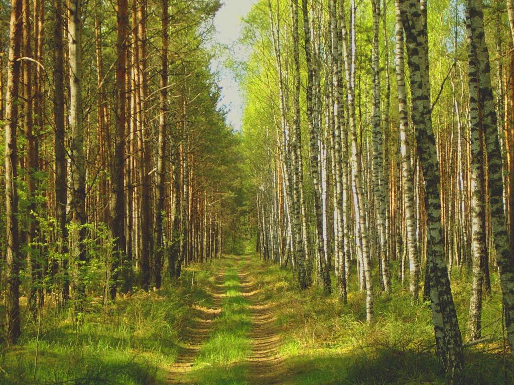 Progulka po vecernemu liesu